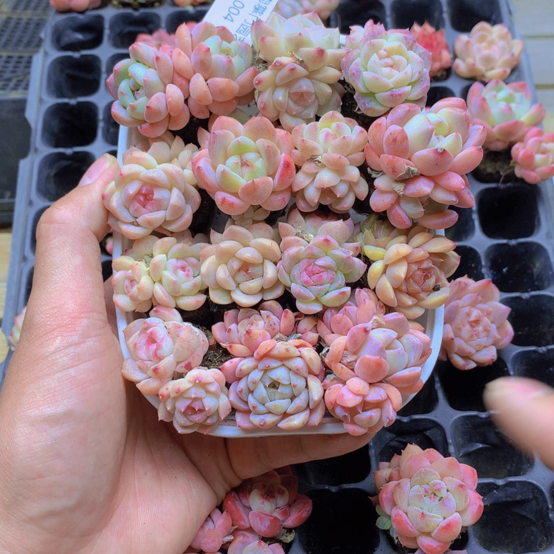 我要去看你了啊004