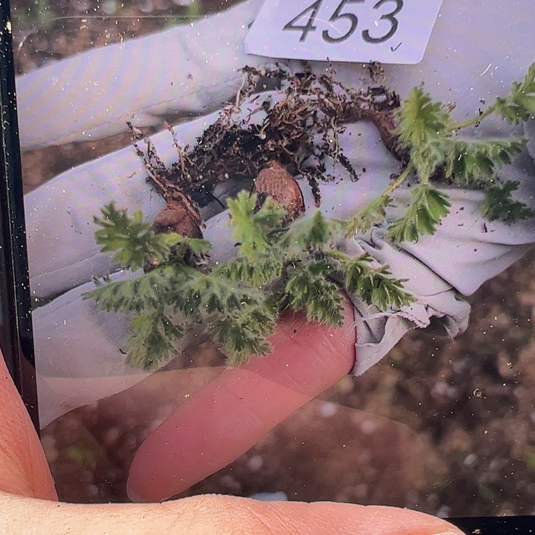 0000量拍羽叶洋葵2颗