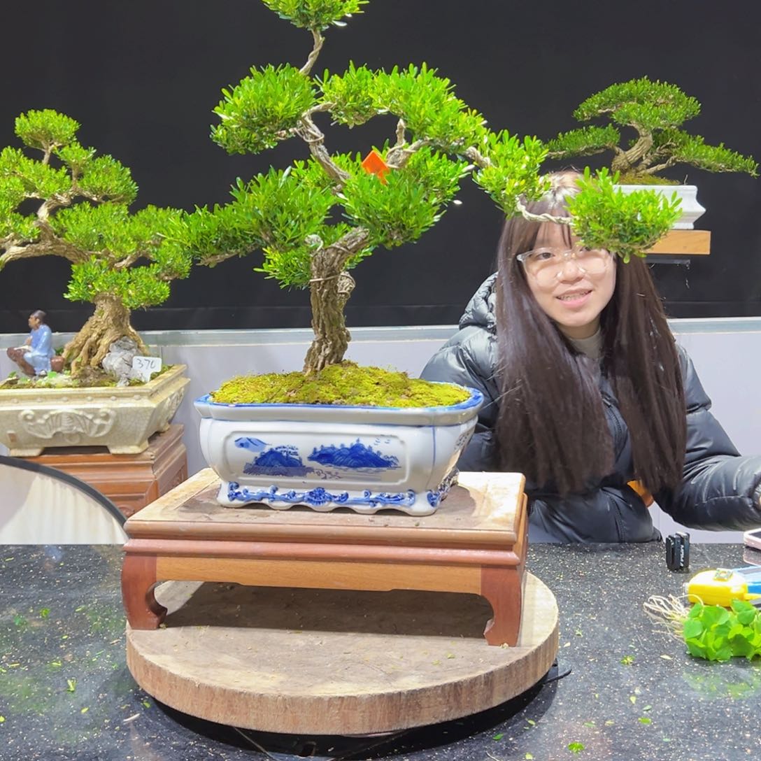 四季常青老桩黄杨盆景