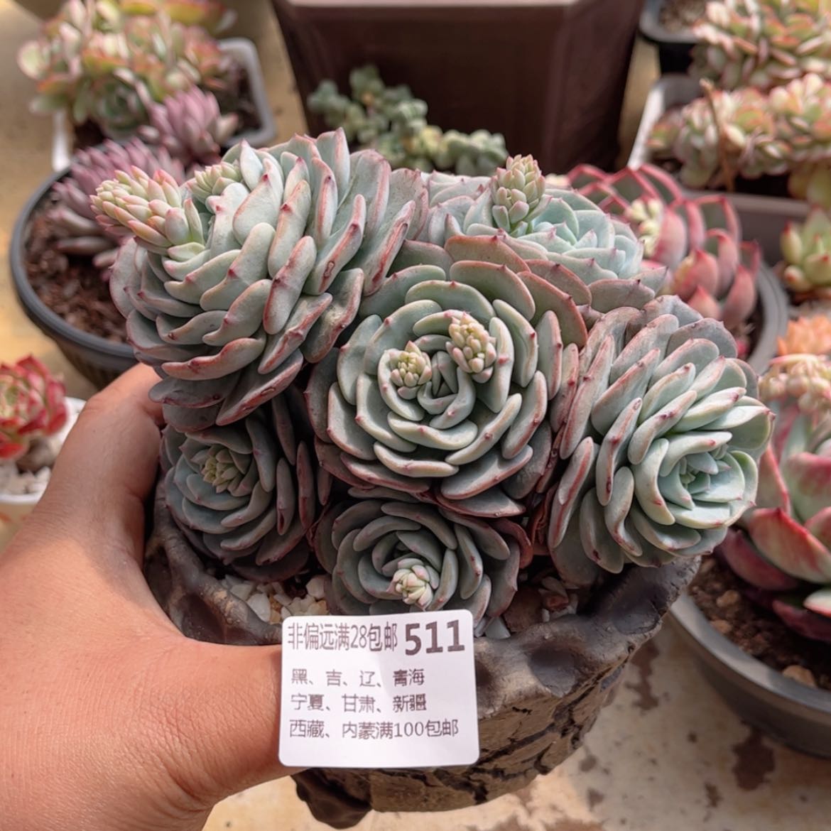 【闪购商品】511勃朗峰