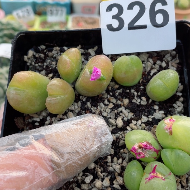 326毛翠滴母本群带盆