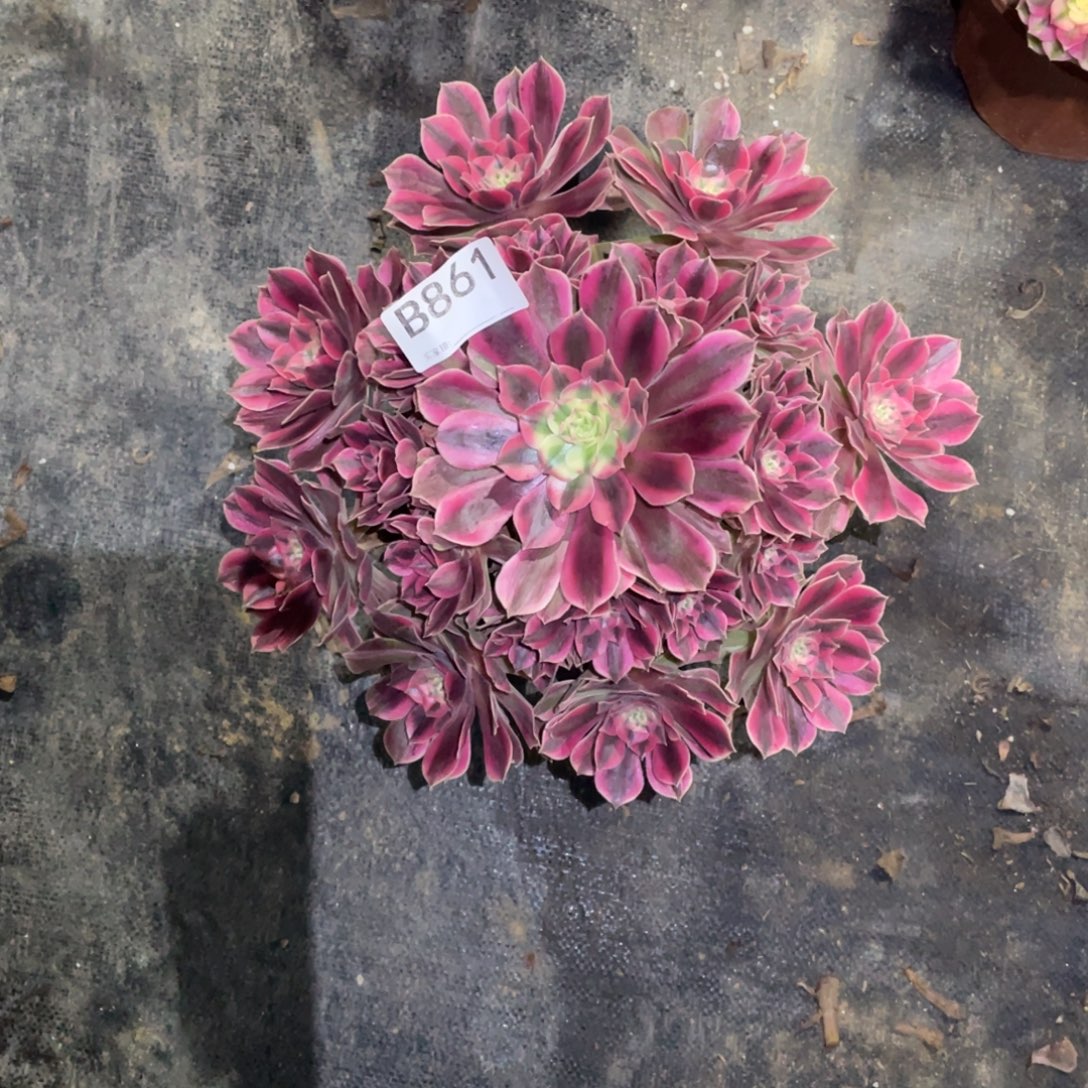 女妖法师。    861