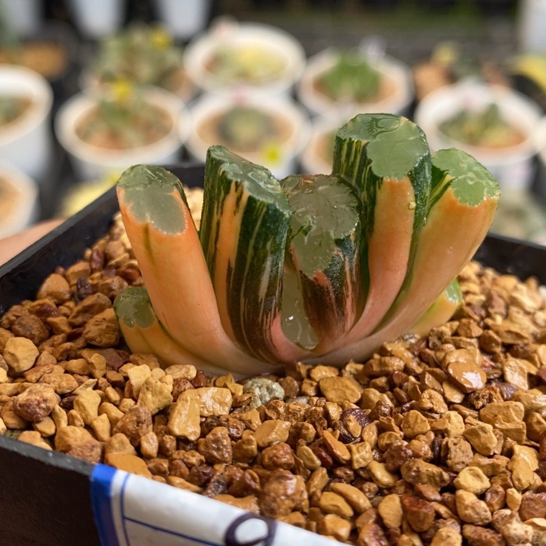 6号北斋玉扇锦多肉