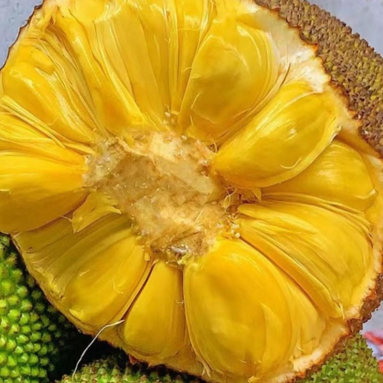 A【菠萝蜜直播挑果】海南黄肉干苞菠萝蜜香甜可口新鲜当季水果包邮