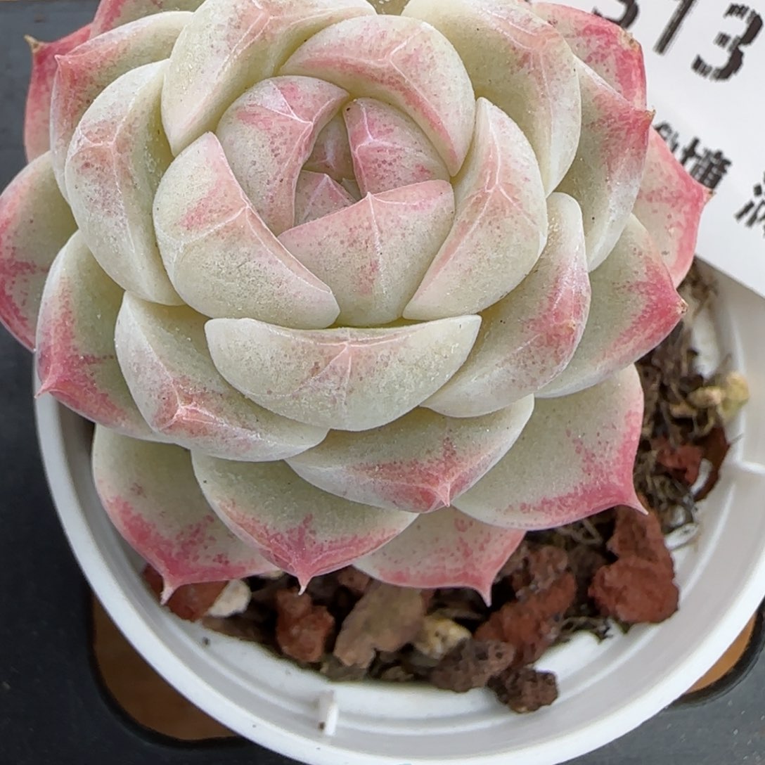 花语逸镜0226-313