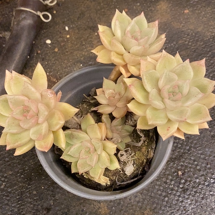 多肉植物肉肉植物