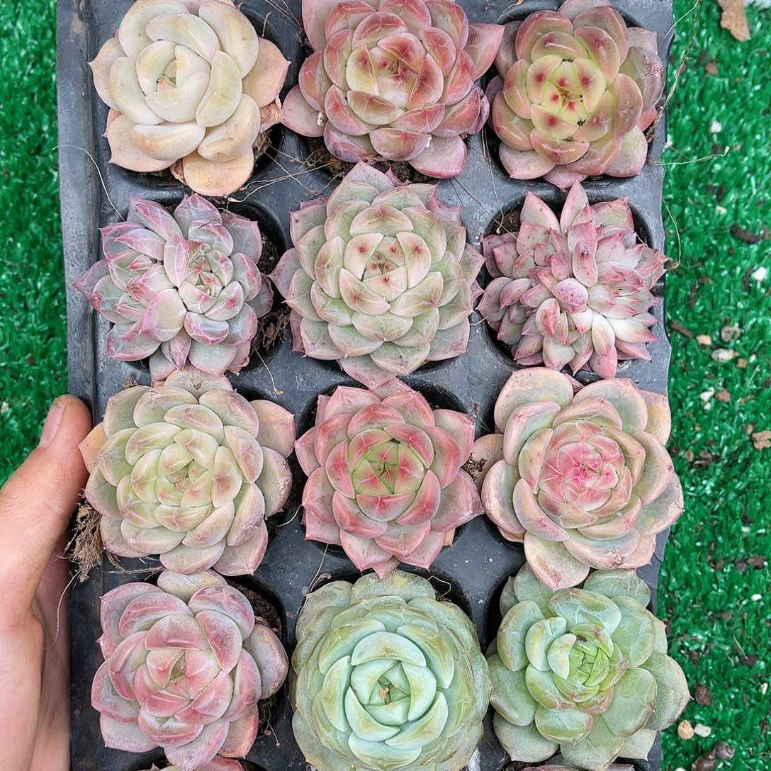 多肉一物一拍25-58