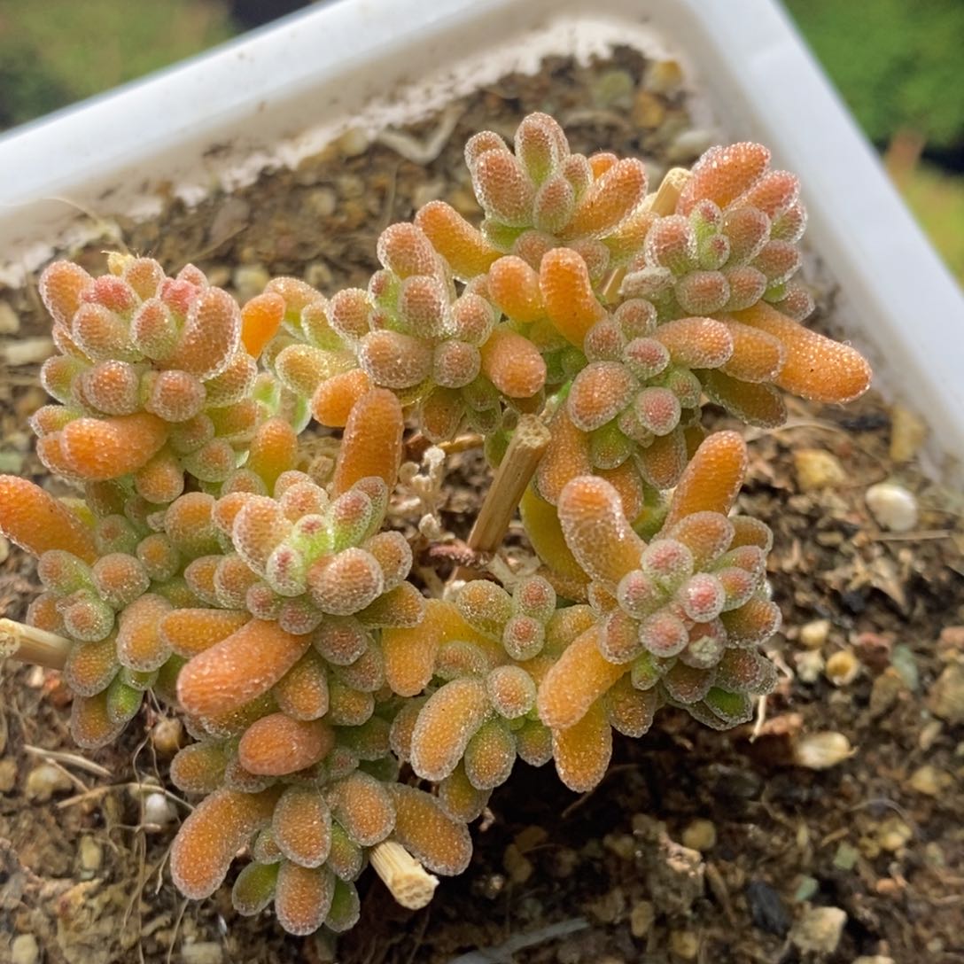 冰晶杂枝干番杏A395