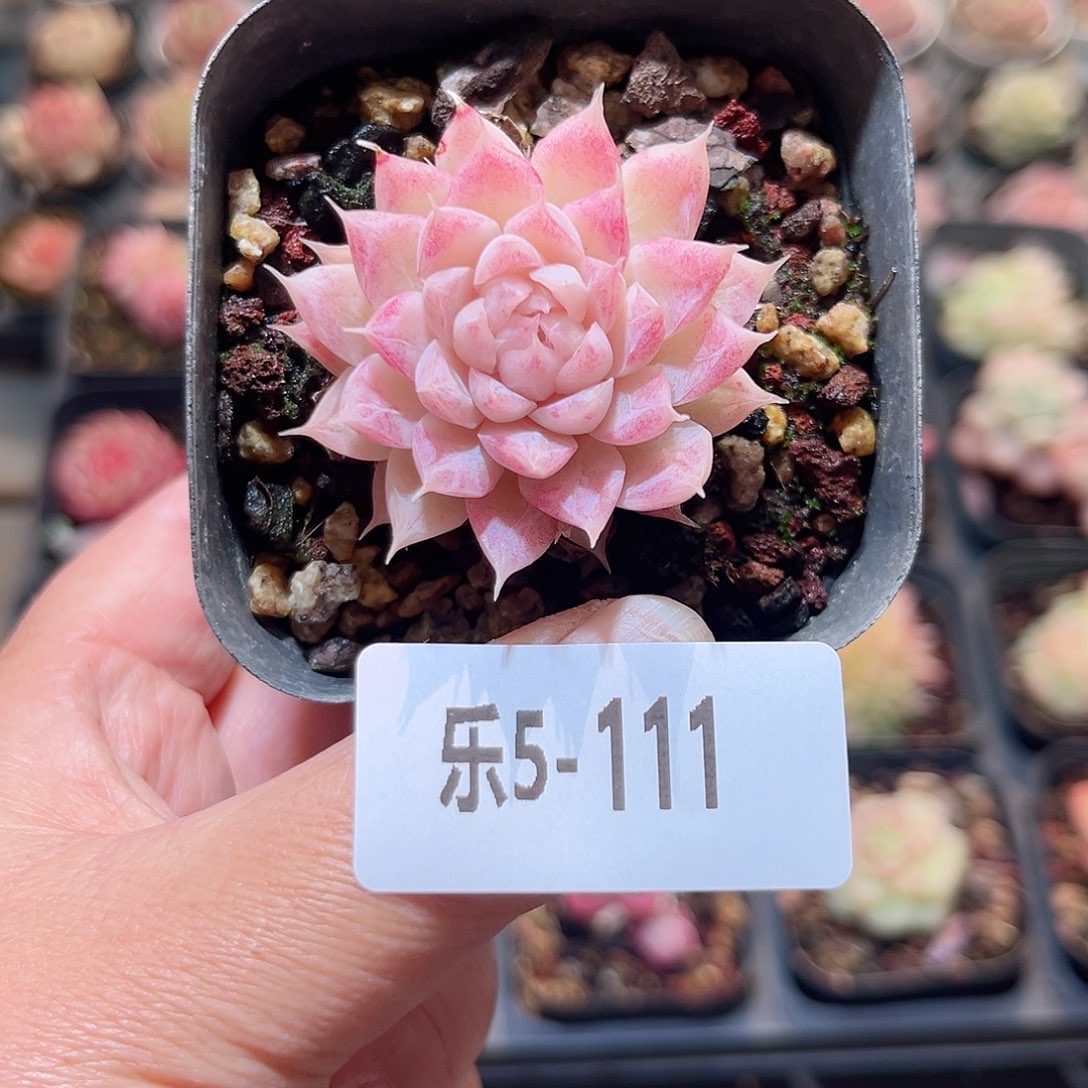 乐5-111 女王单头 