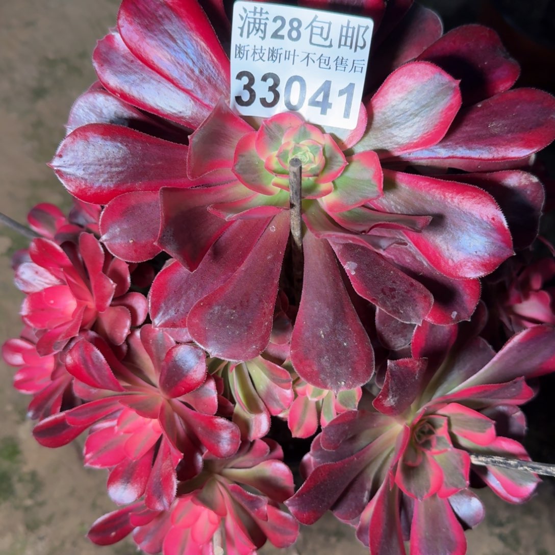 33041美杜莎多肉植物