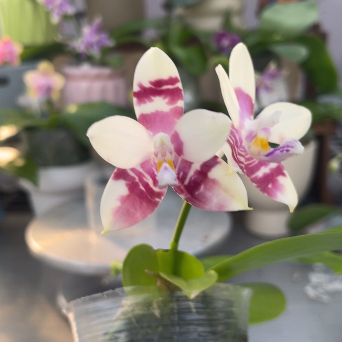 完全开放咖啡盾交蓝孔雀，2.5杯开花株