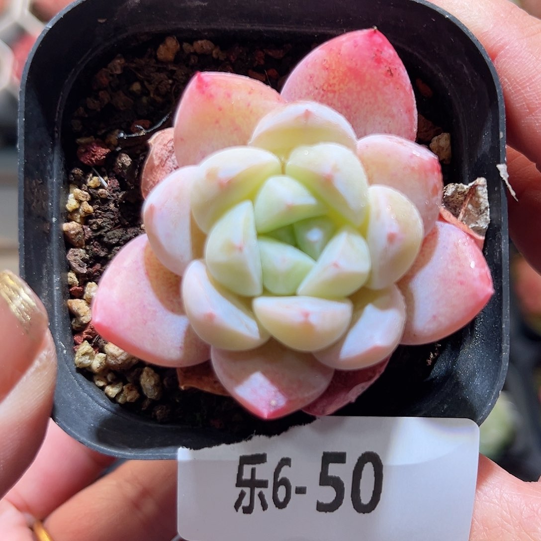 乐6-50 冰玉单头 