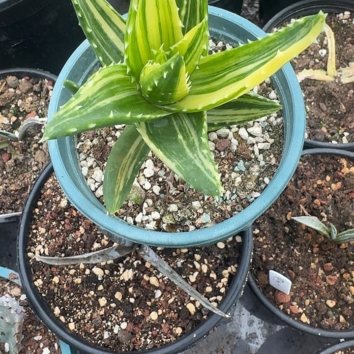 芦荟锦一个脱土发货