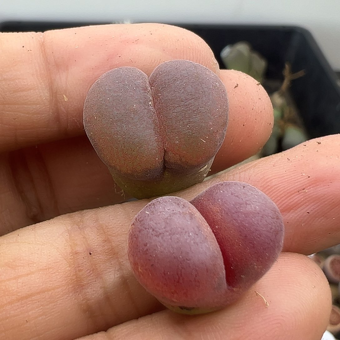 3184 部分有伤长腿清货不售后