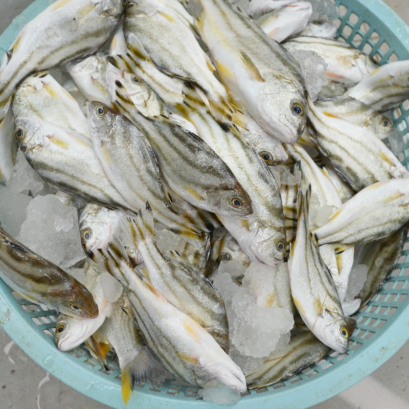 本港小斑猪鱼 新鲜上岸 肉质鲜嫩肥美 广东省内顺丰包邮