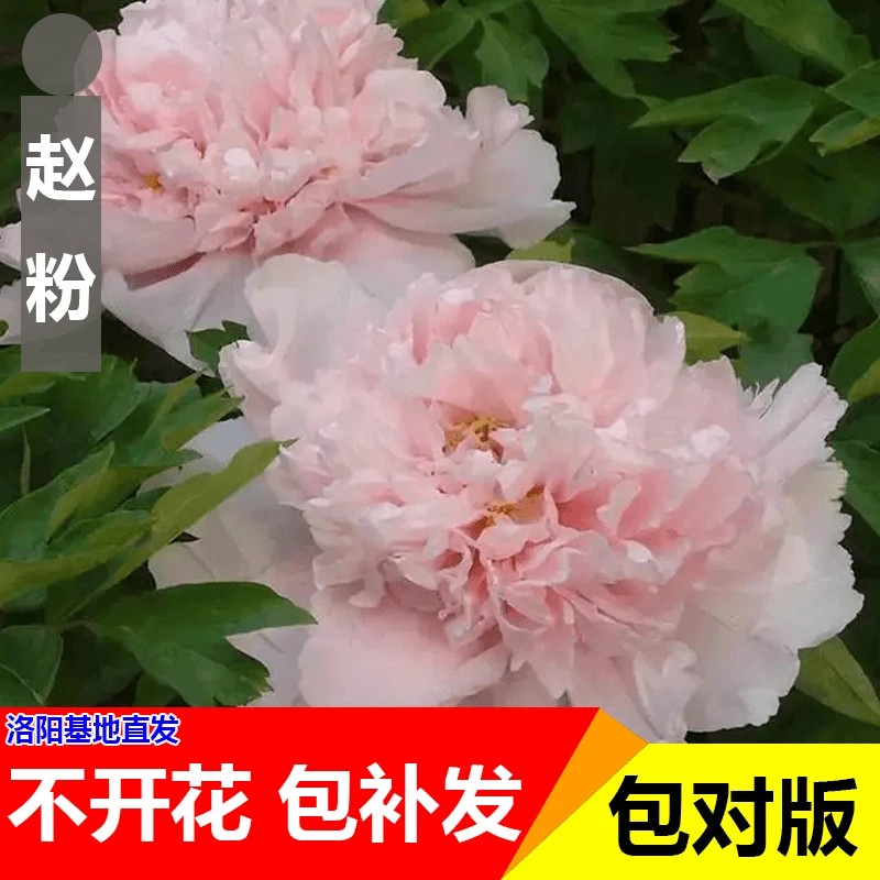 赵粉】正宗洛阳重瓣牡丹花苗北方耐寒盆栽地栽室内庭院花卉牡丹苗