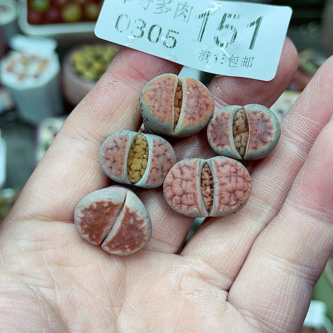 郎哥多肉生石花5-151