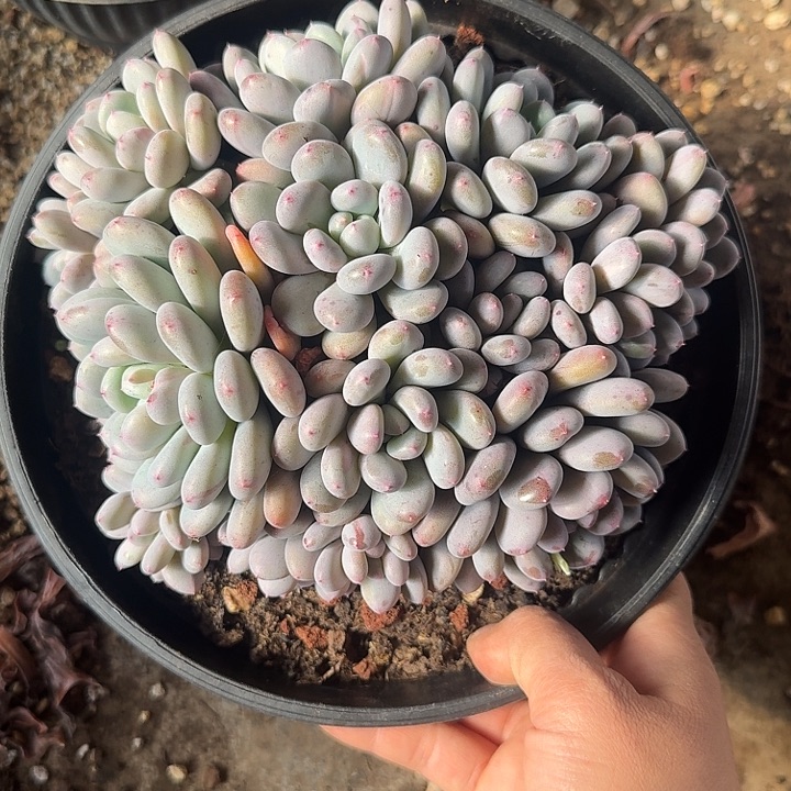 香香雪多肉以后就不