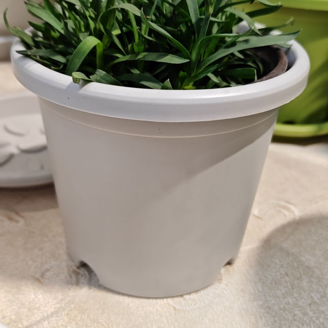 四季盆外口径14，灰白无拖22个