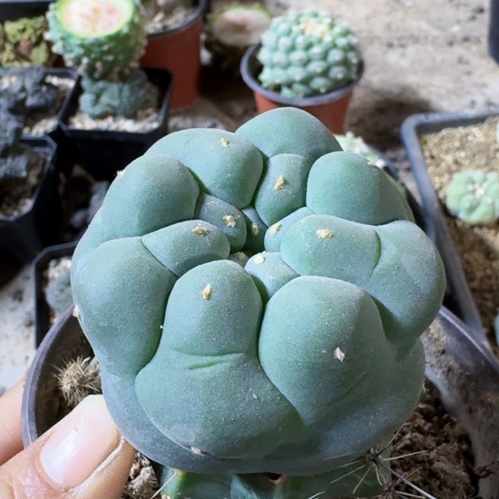 306苗接超大尤仙仙人球