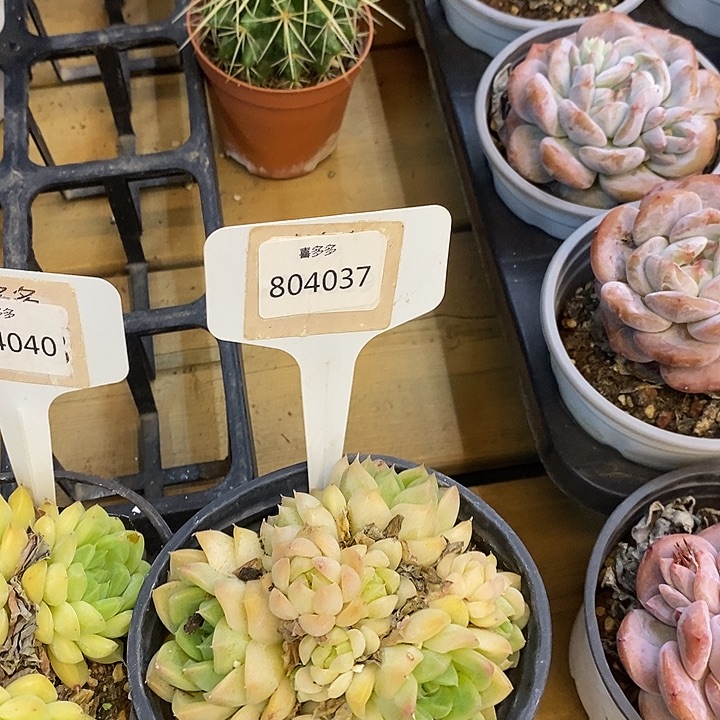 福利多多，804037