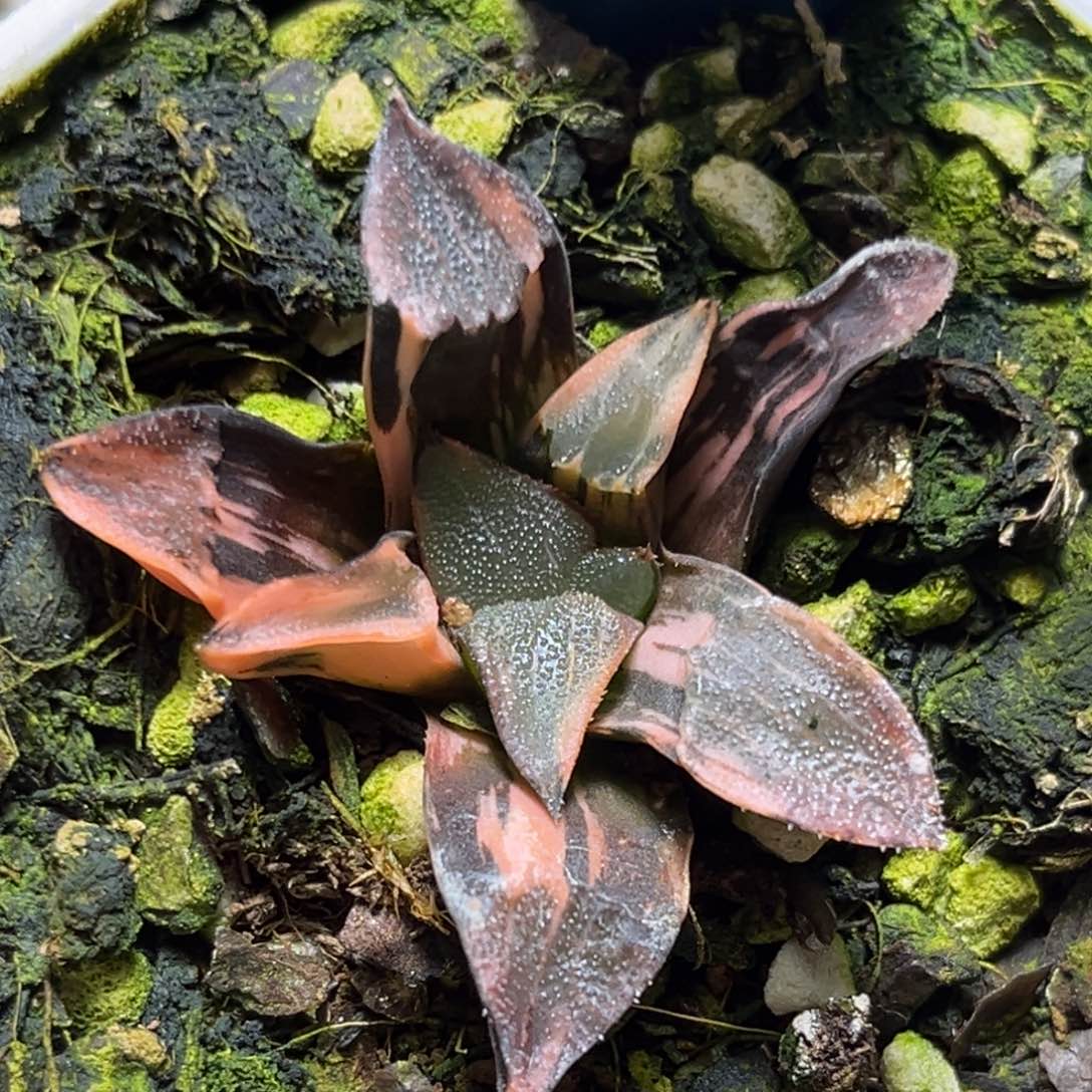 恭喜发财大吉大利0407