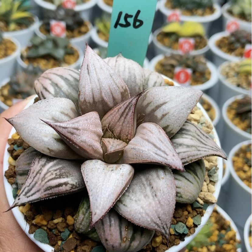 【闪购商品】156皇妃