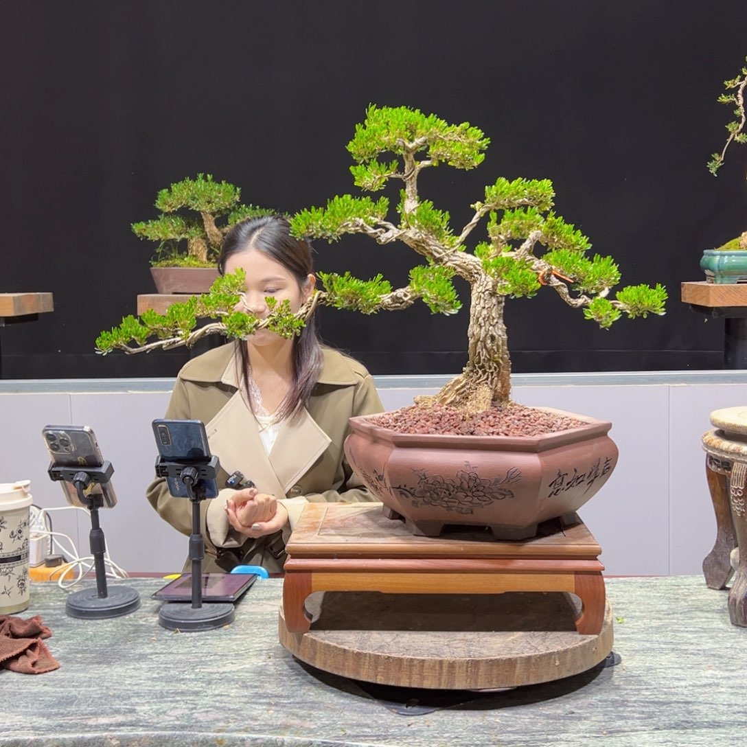 四季常青老桩黄杨盆景