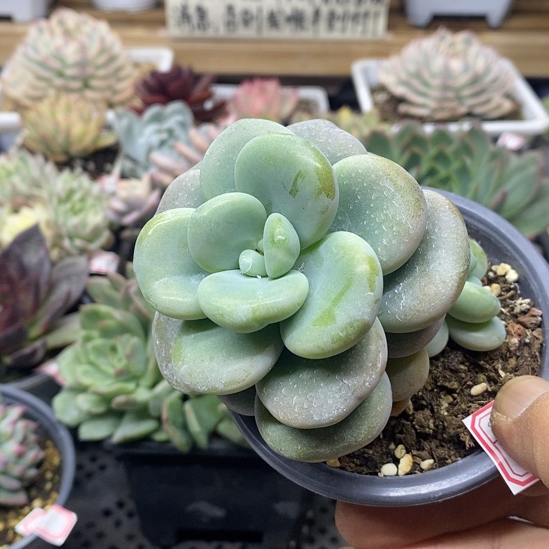 0684 福利腰子蛋  需延时发货