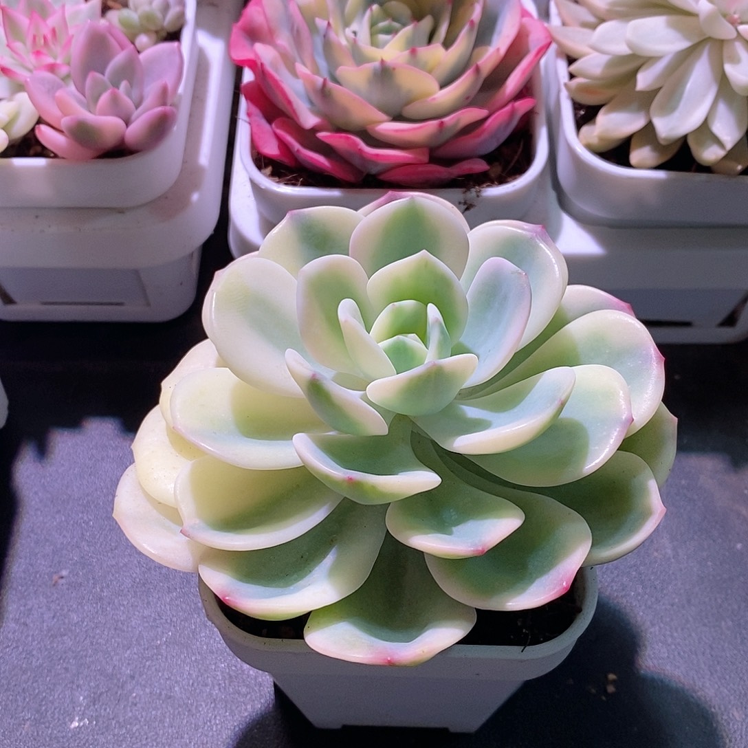 白月光锦多肉植物老桩多肉