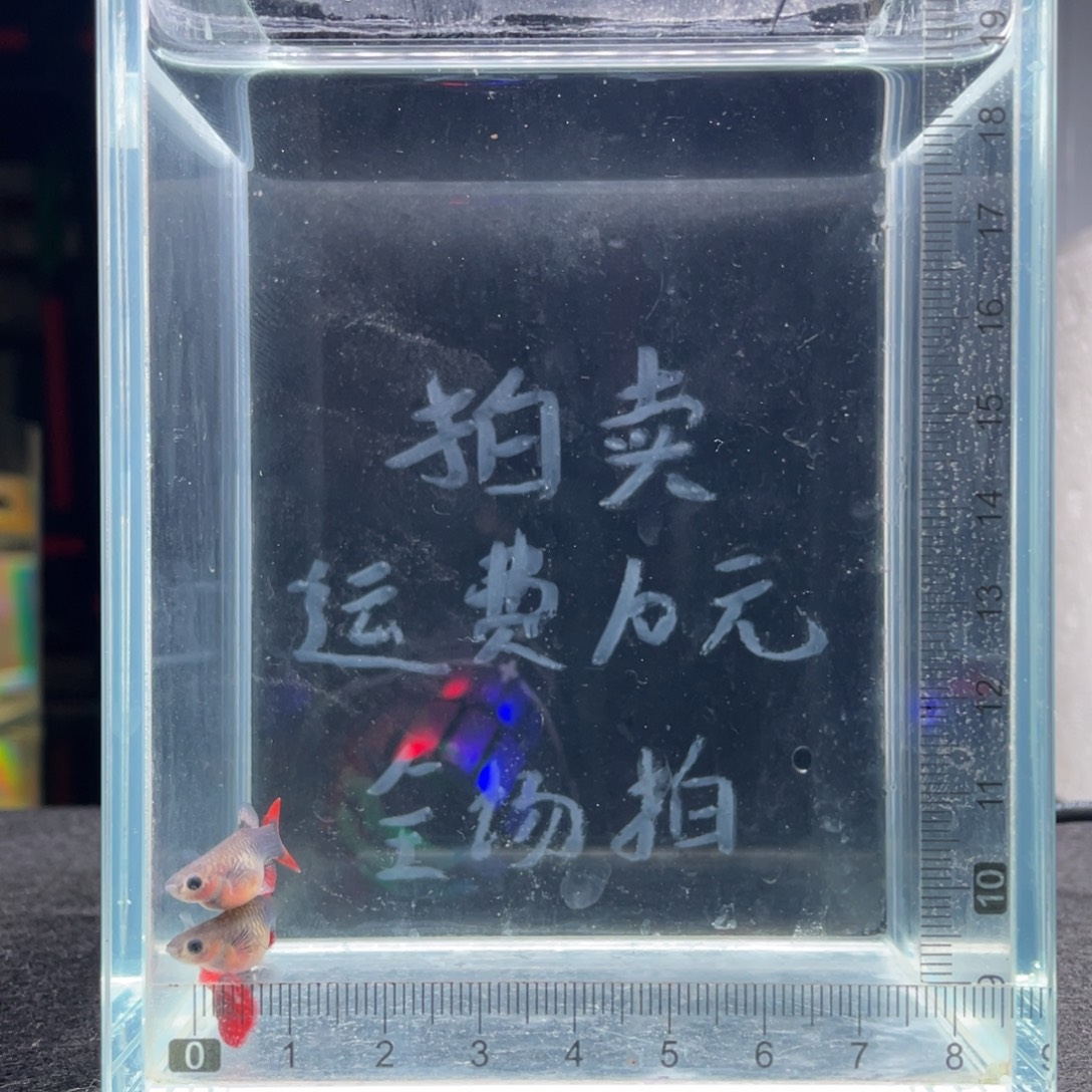 孔雀鱼越系红扇玻璃猫一公二母