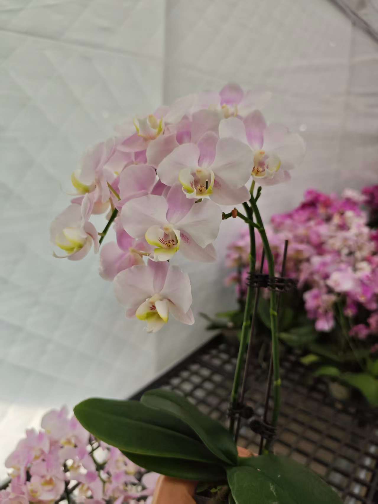 高品质蝴蝶兰【天使】带花剑带花苞四季开花室内好养盆栽