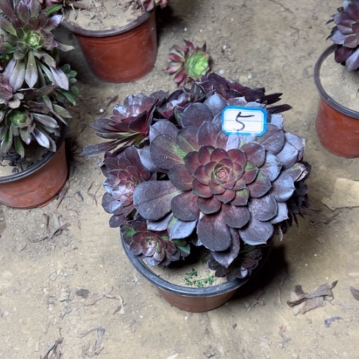 【闪购商品】多肉植物花月夜5