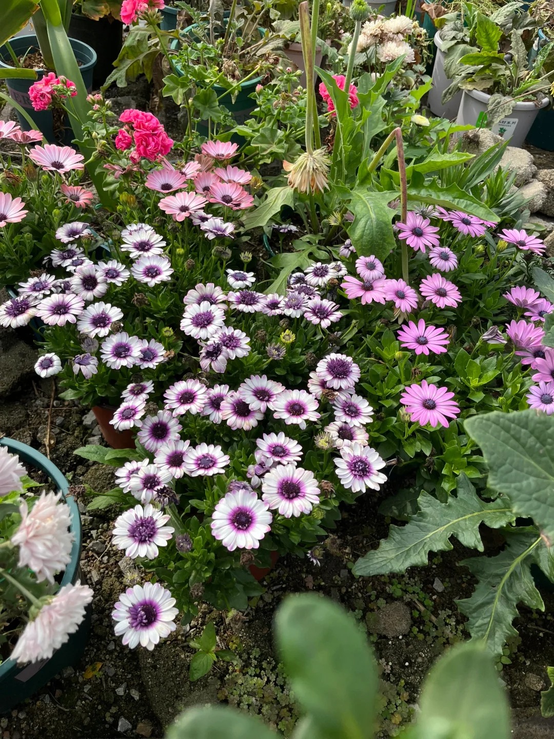 【蓝目菊】荷兰菊盆栽四季开花耐寒耐热阳台花卉好养护