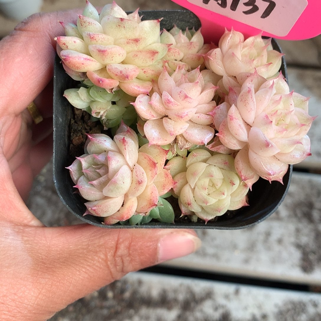 下播福利麦杆群生A137