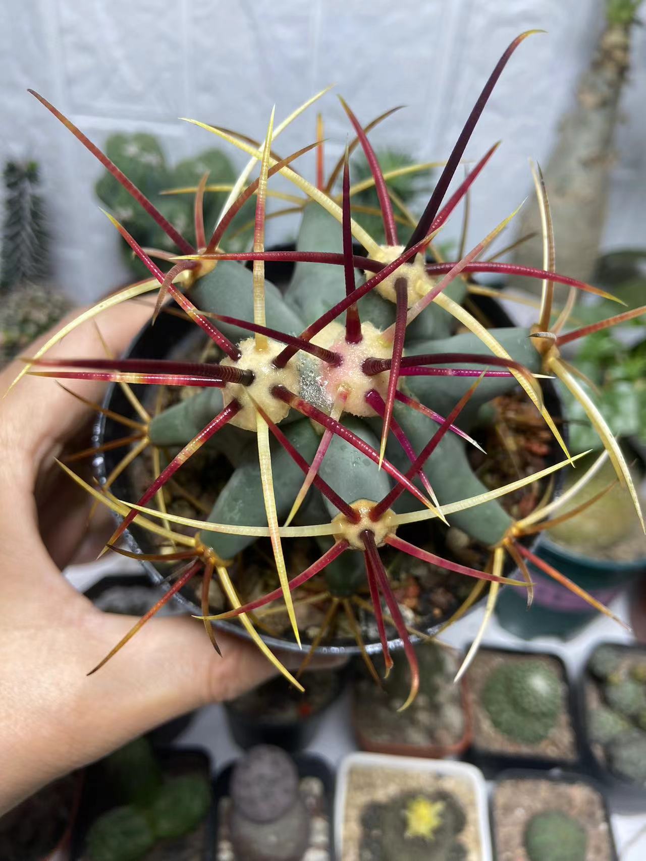 江守玉-狂刺仙人球系列吸甲醛净化空气