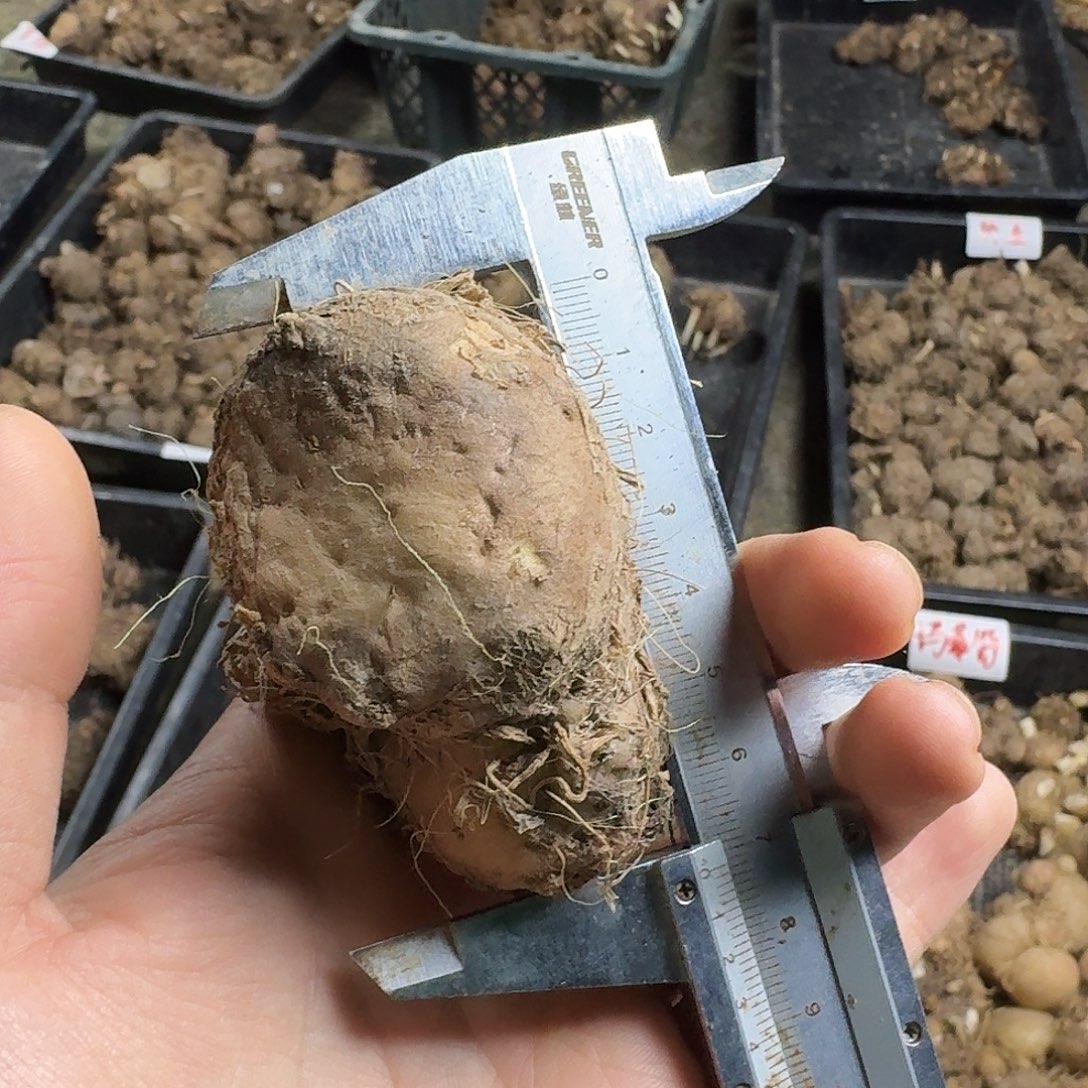 是***吖完全开放2917娇羞新娘裸球不售后