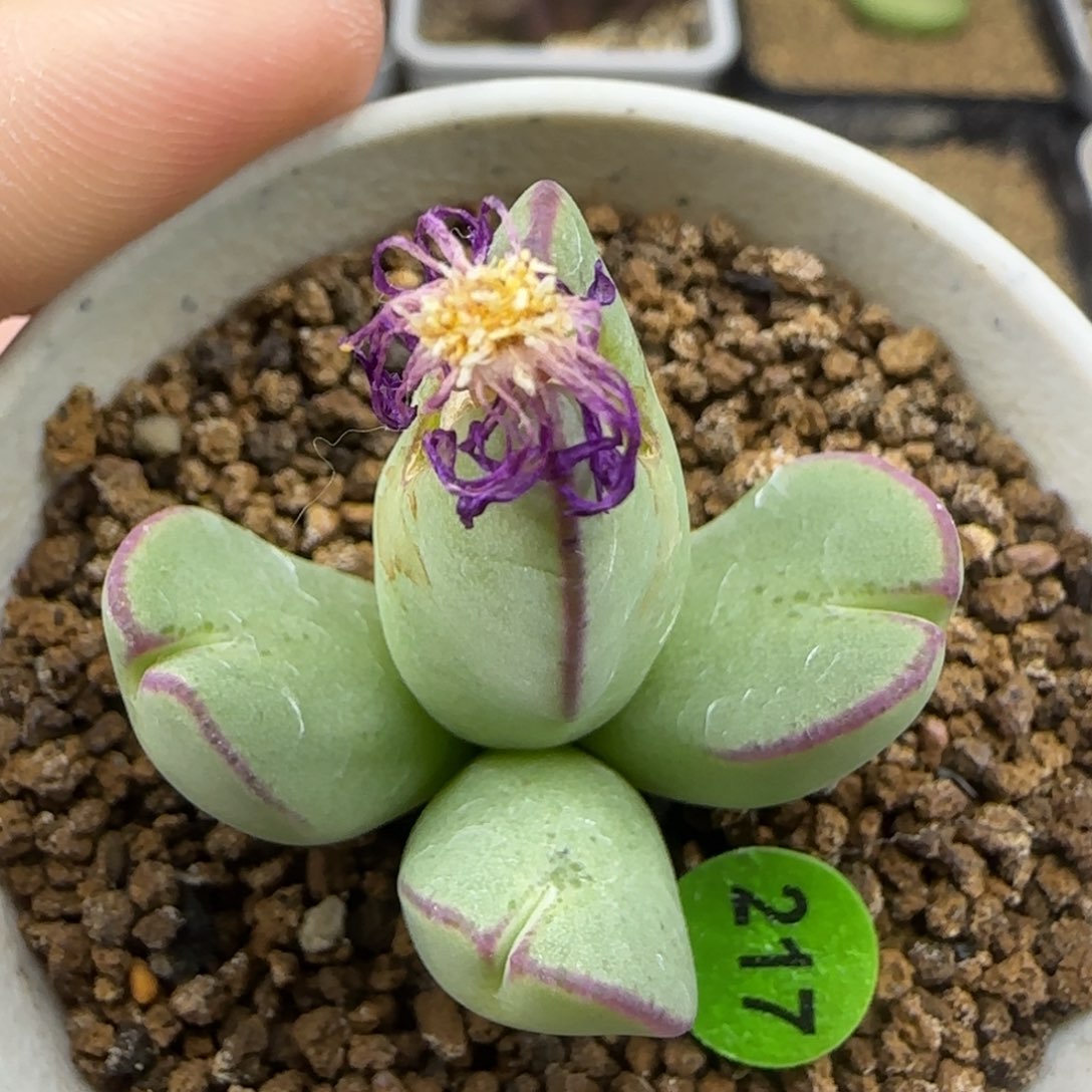 红边托马斯手工水饺群217