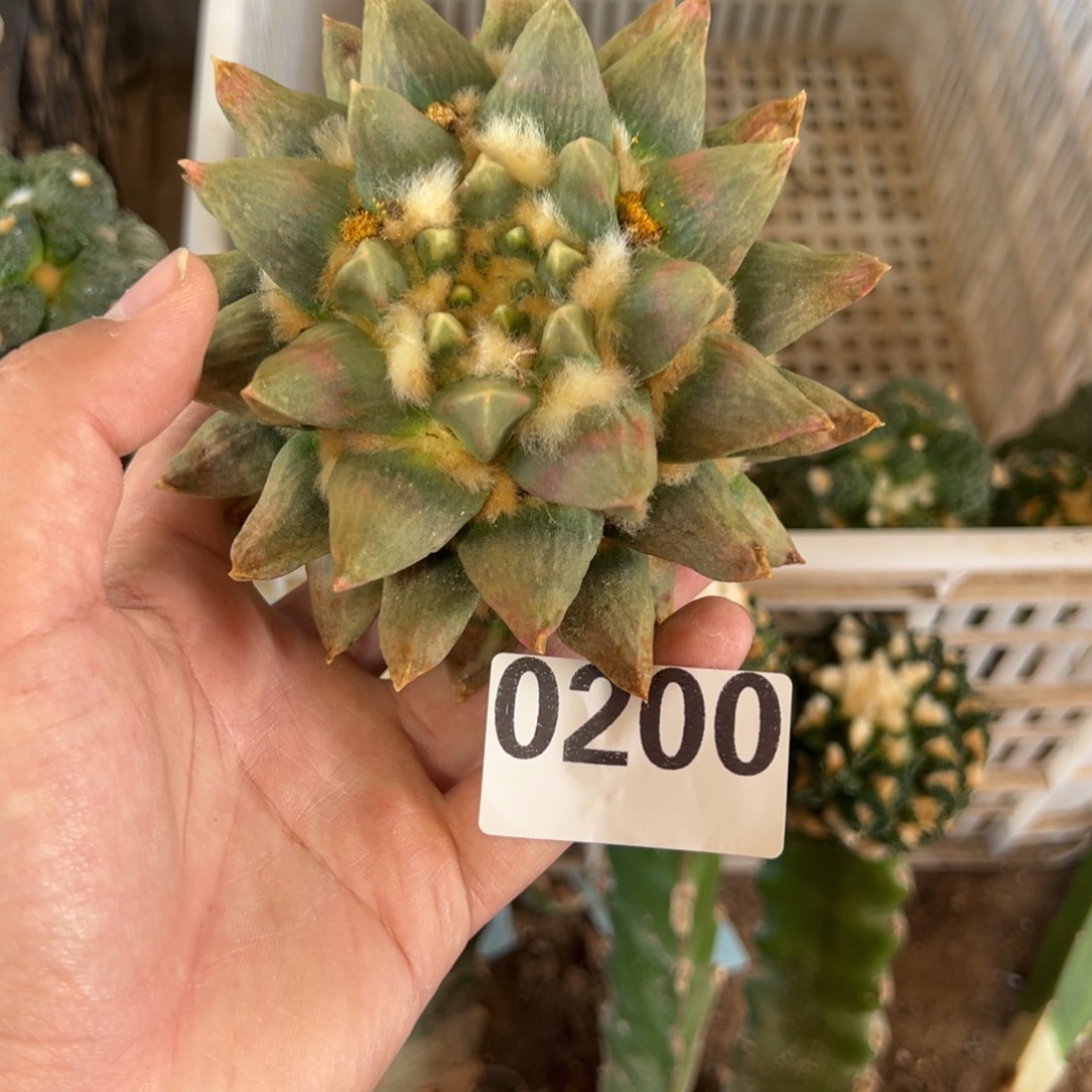 W***r牡丹仙人球200号开花