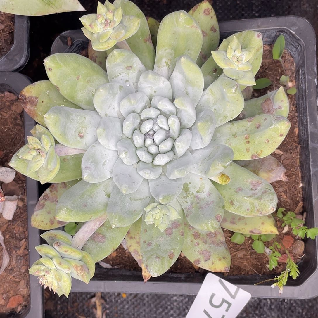 c*城牡丹苹果叶单头7570