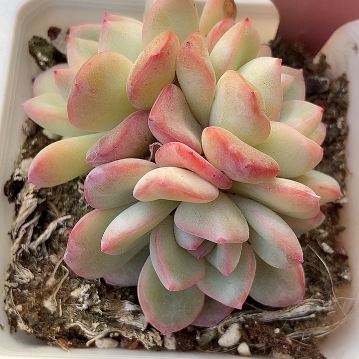 多肉植物泡芙群671