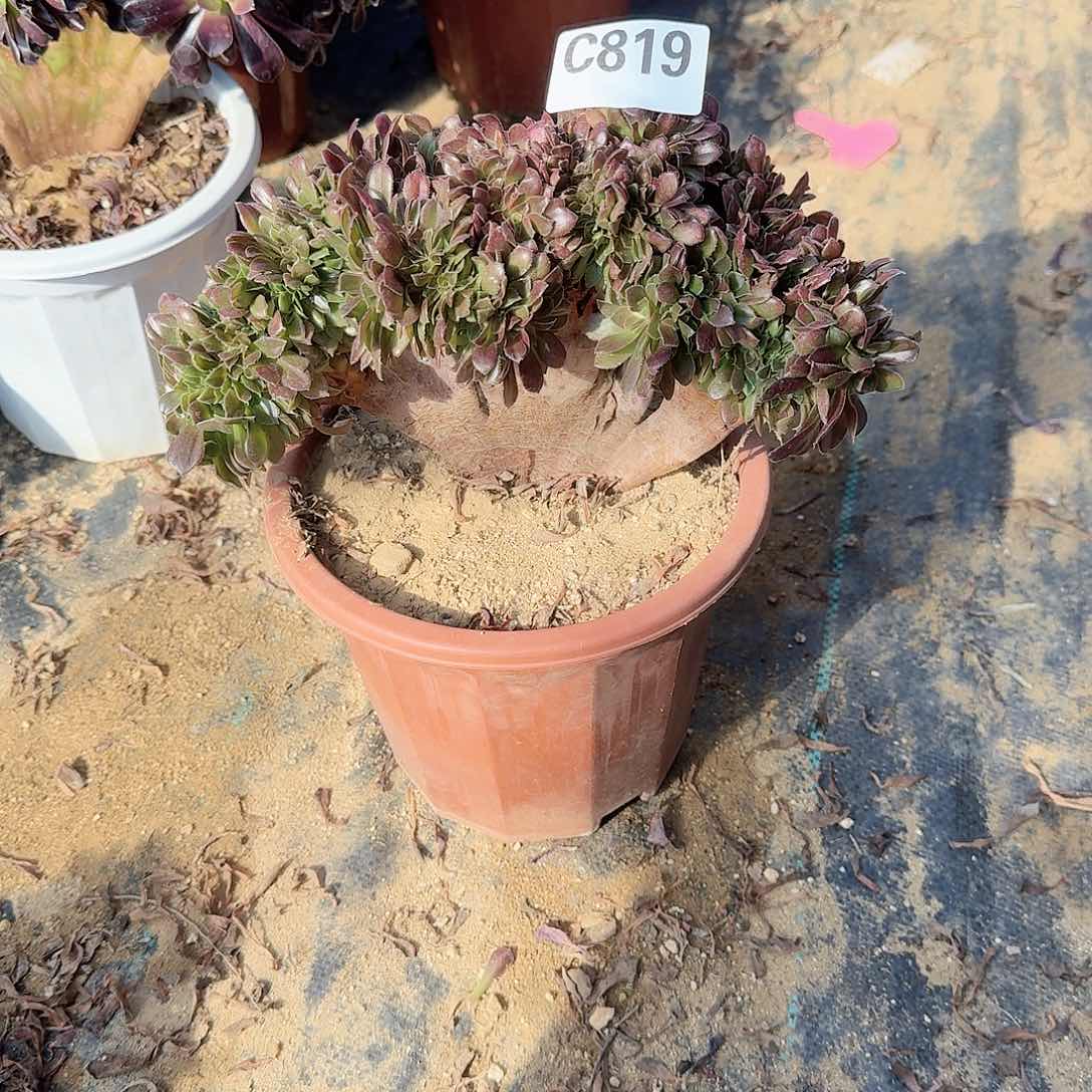 819玫瑰一颗呀呀