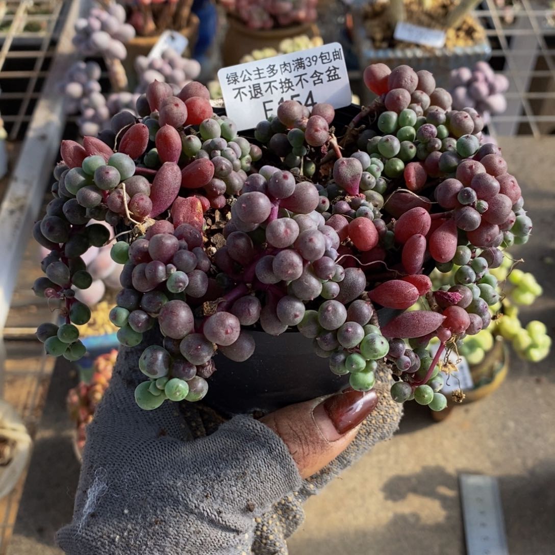 葡萄154/10vm散的