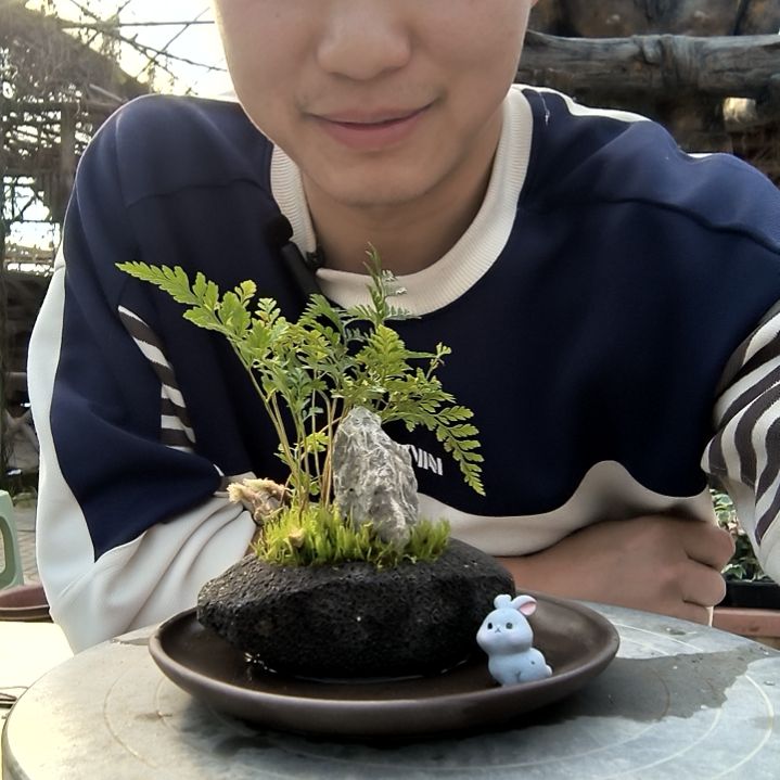 小**行小盆景小植物一物一拍91
