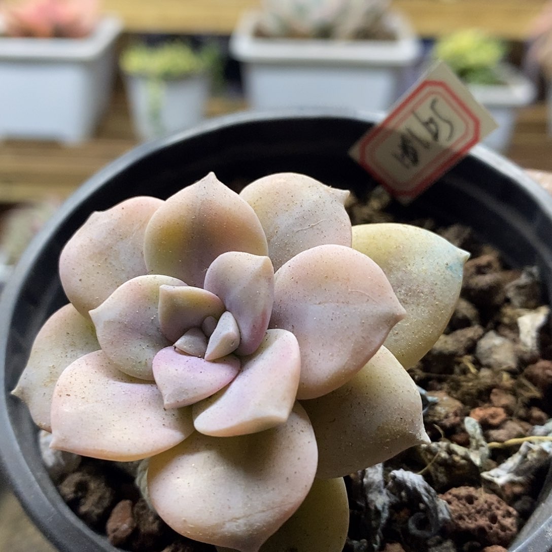 16165 华丽风车覆轮锦