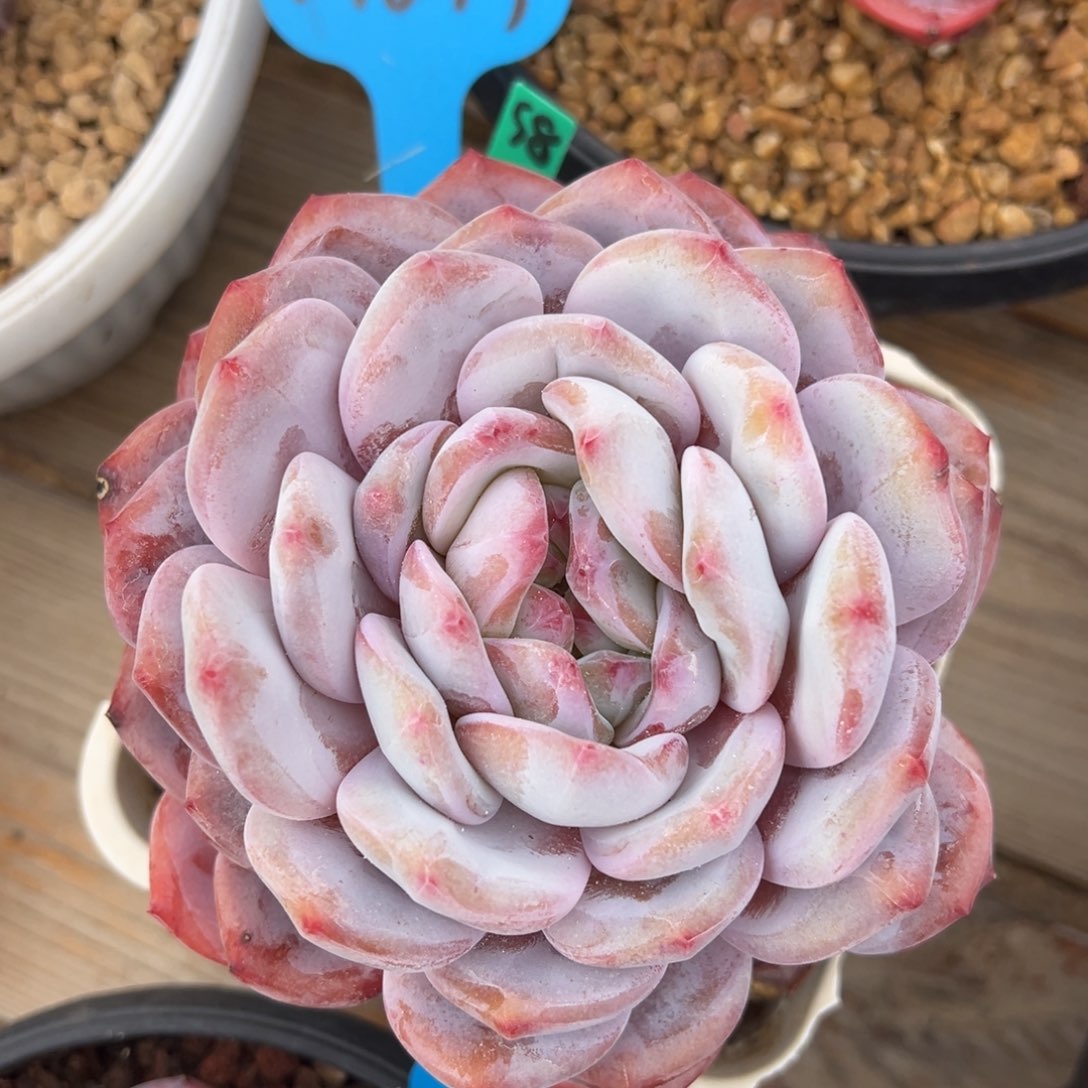 1-16-19精控橙梦露多肉植物