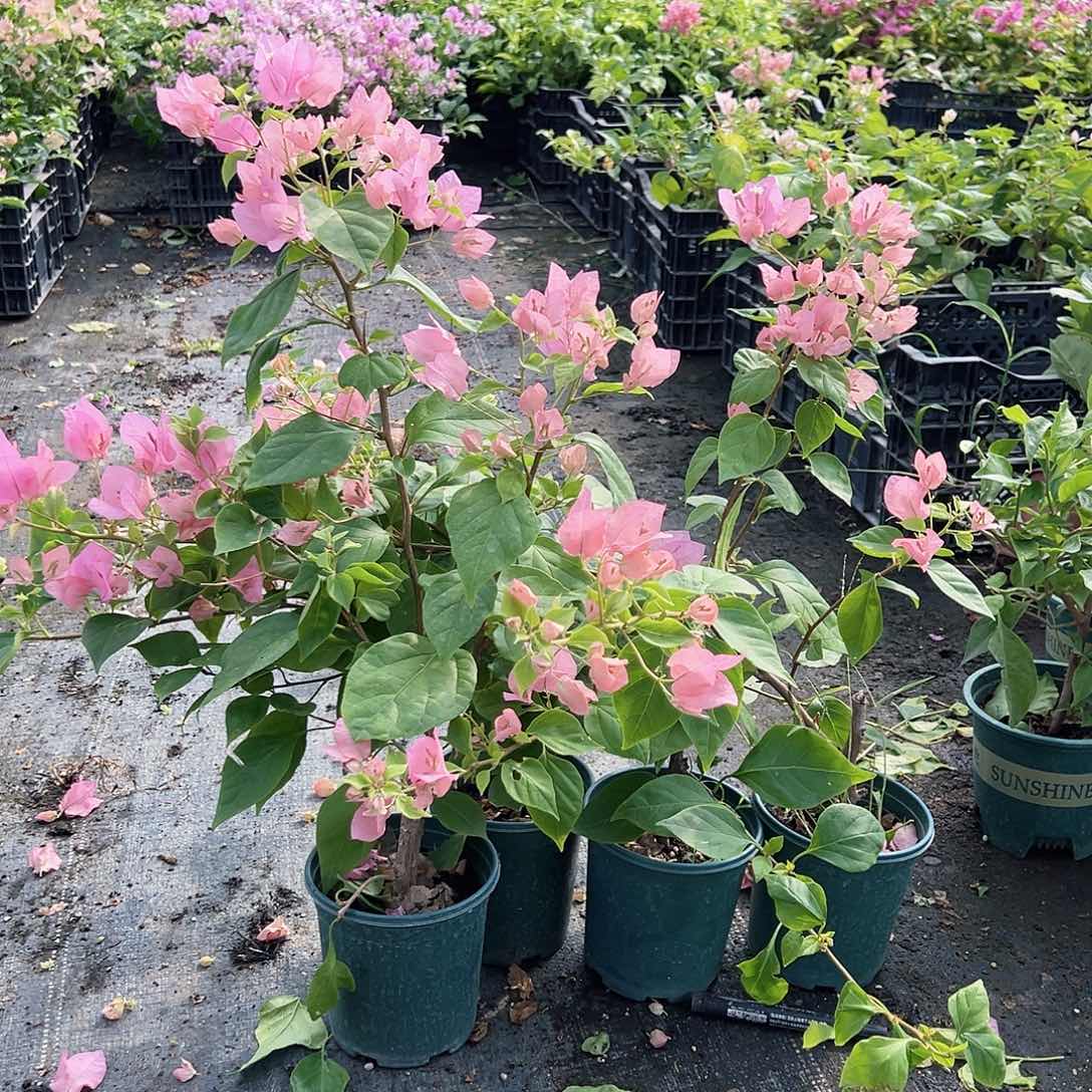 当前无花栽培后可以开花橙粉公主掌中宝一颗