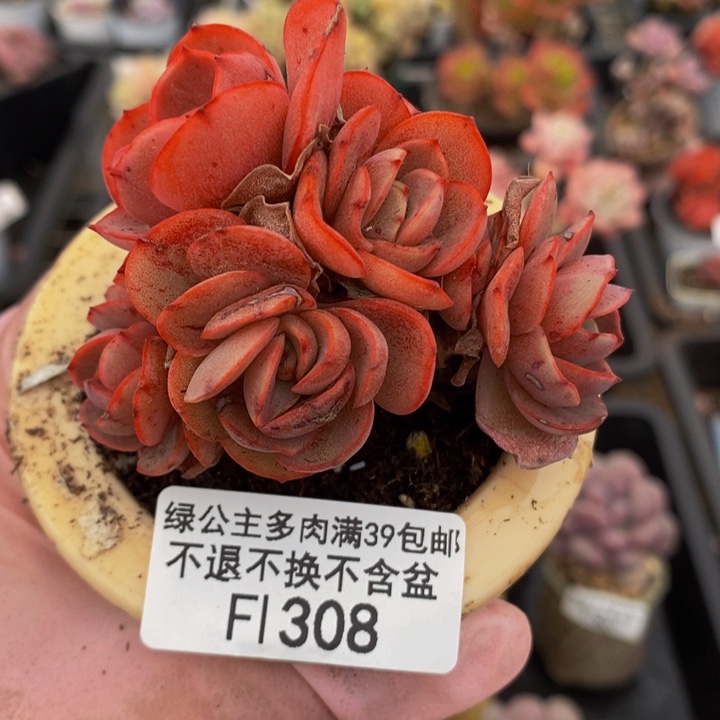 秀妍6cm308多肉植物