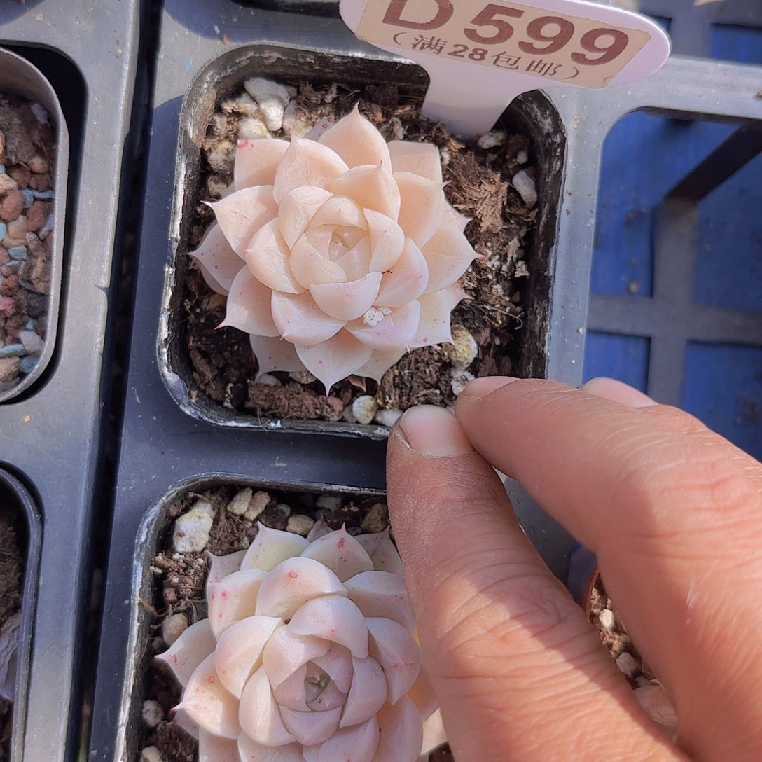 D599麦秆一物一拍