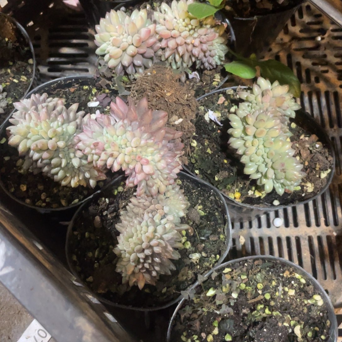 红蜻蜓缀化20包邮脱土发货